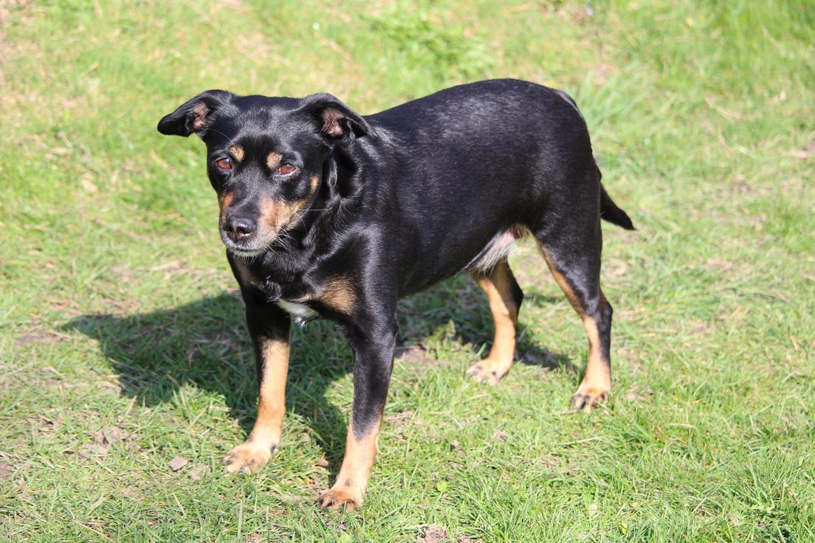 Blanding af racer Yankie billede 39