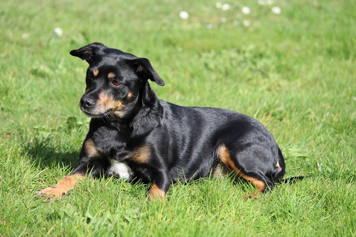 Blanding af racer Yankie billede 10