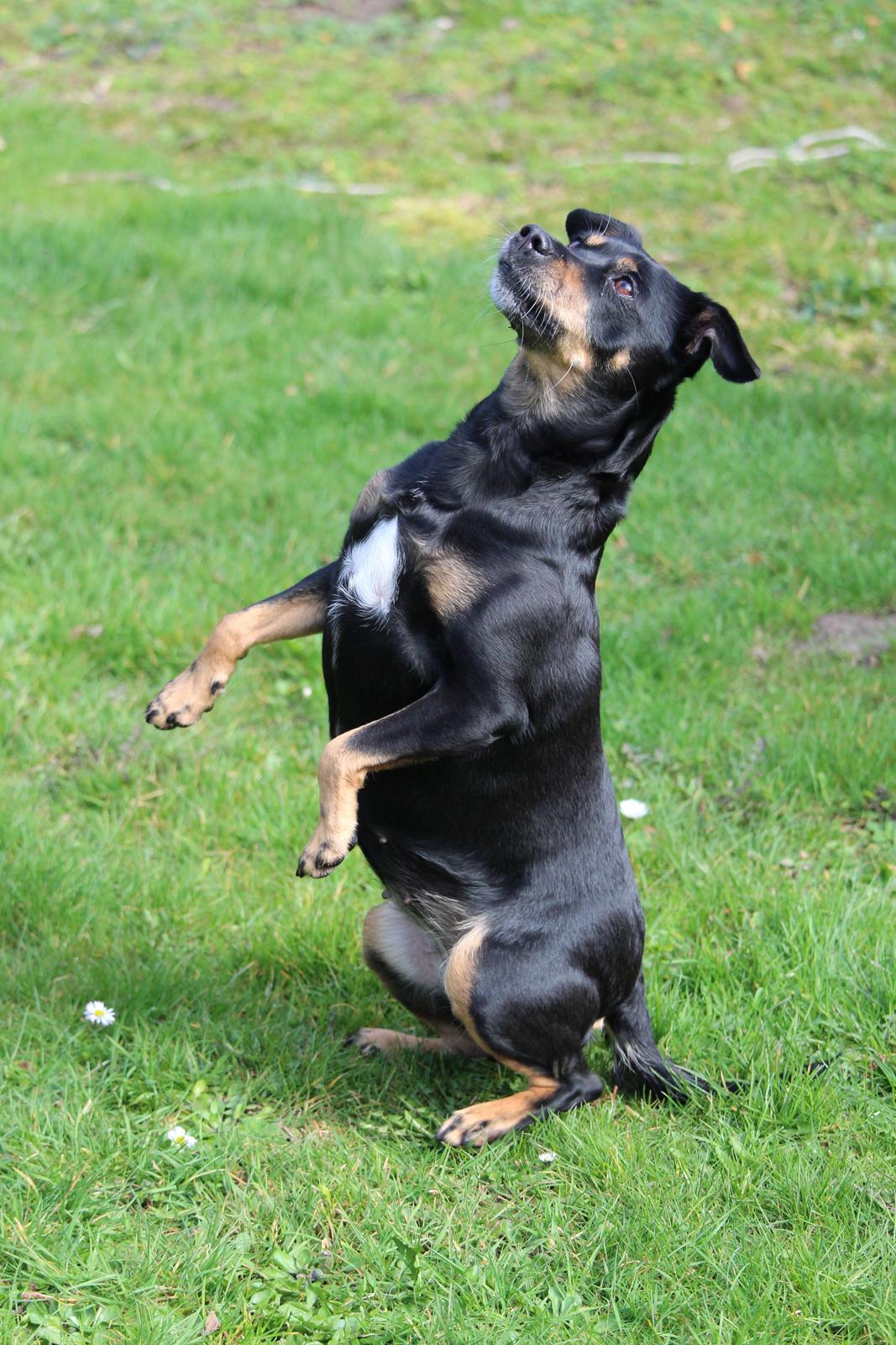 Blanding af racer Yankie billede 12