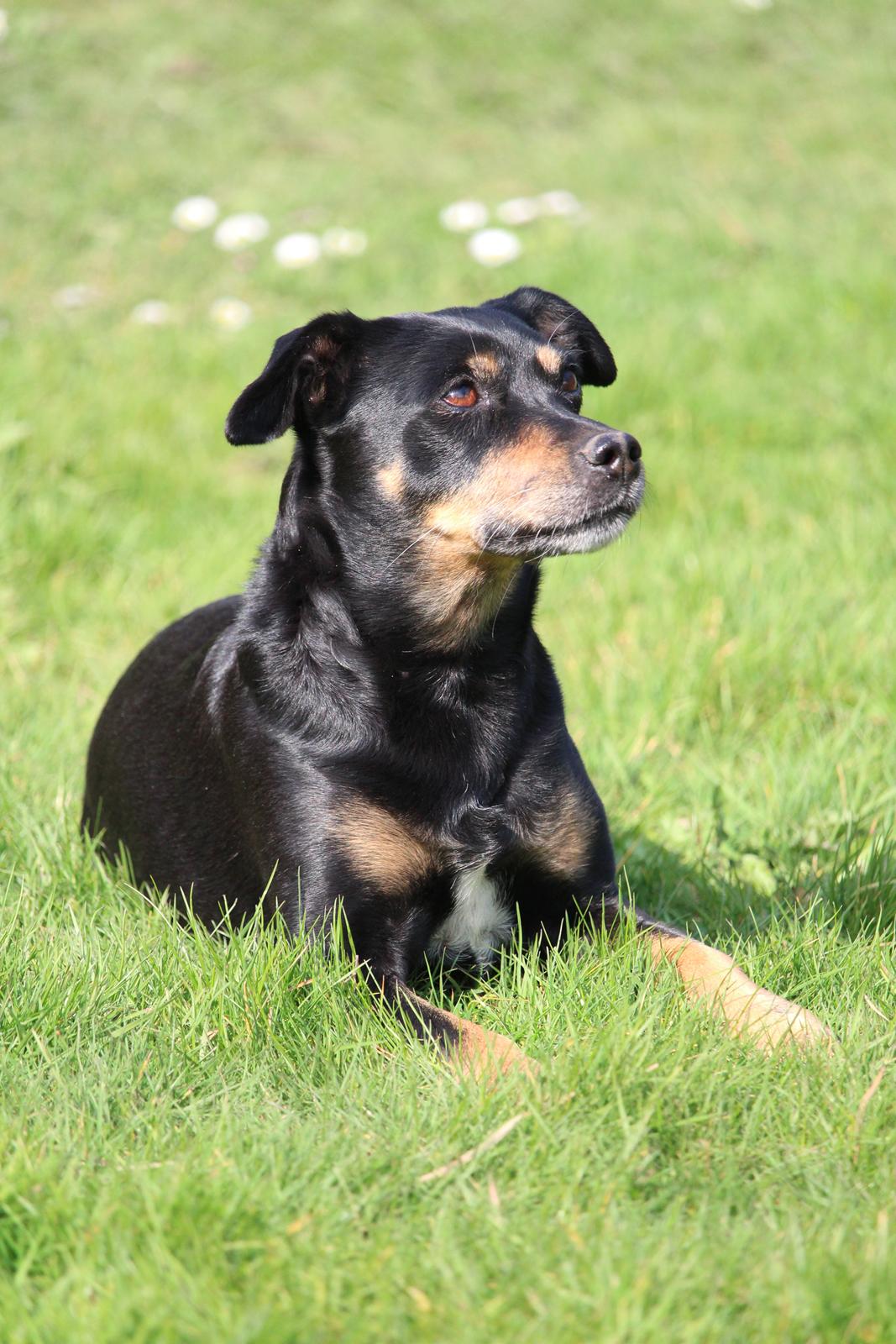 Blanding af racer Yankie billede 18