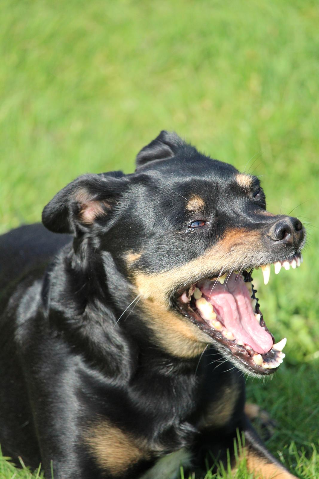 Blanding af racer Yankie billede 27