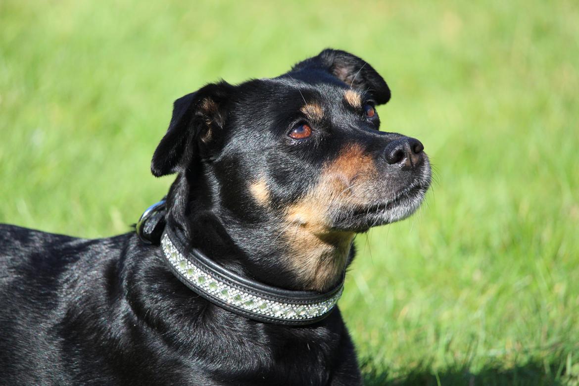 Blanding af racer Yankie billede 8