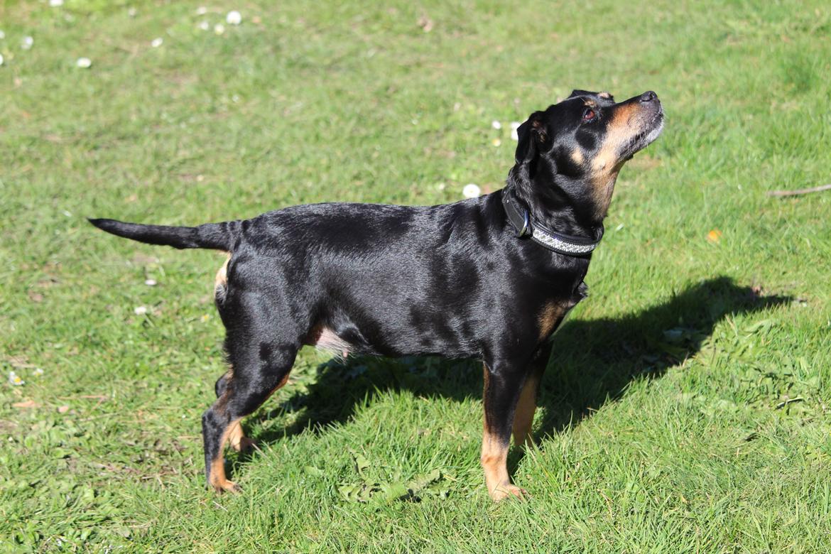 Blanding af racer Yankie billede 6