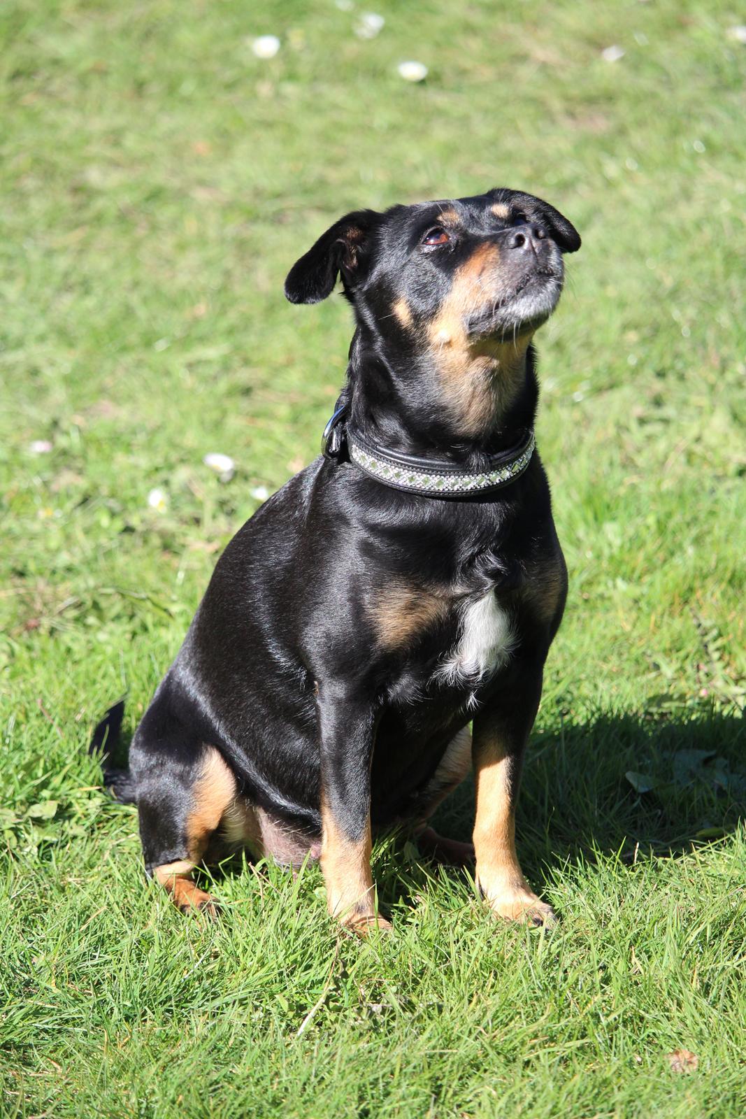 Blanding af racer Yankie billede 37