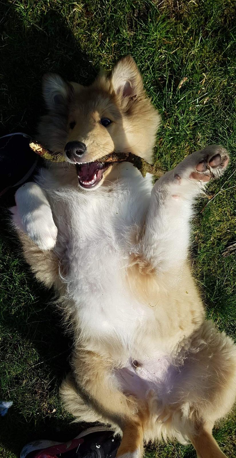 Collie langhåret TKN (US)Keylocs Boomerang of smiles billede 13