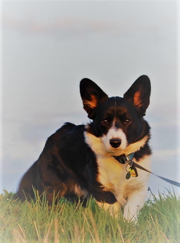 Welsh corgi cardigan Herkules billede 4