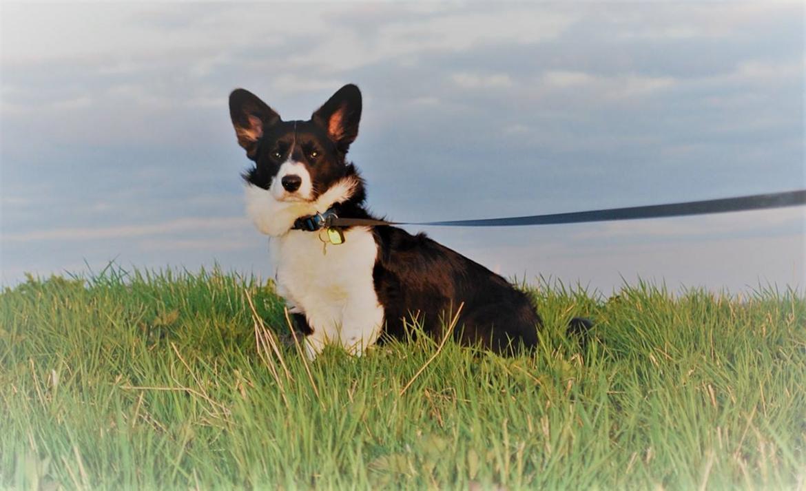 Welsh corgi cardigan Herkules billede 5