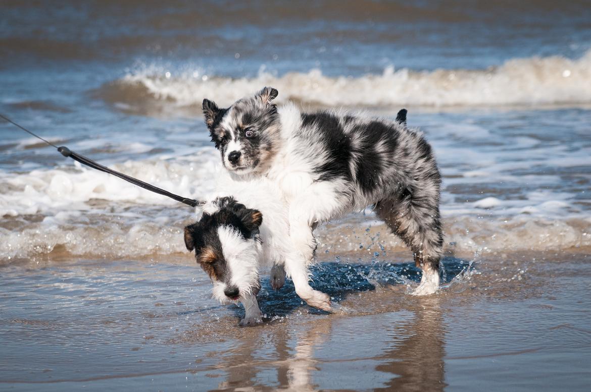 Australian shepherd Tillyhills Sten i Skon - Sten og onkel Max hygger på stranden :D billede 13