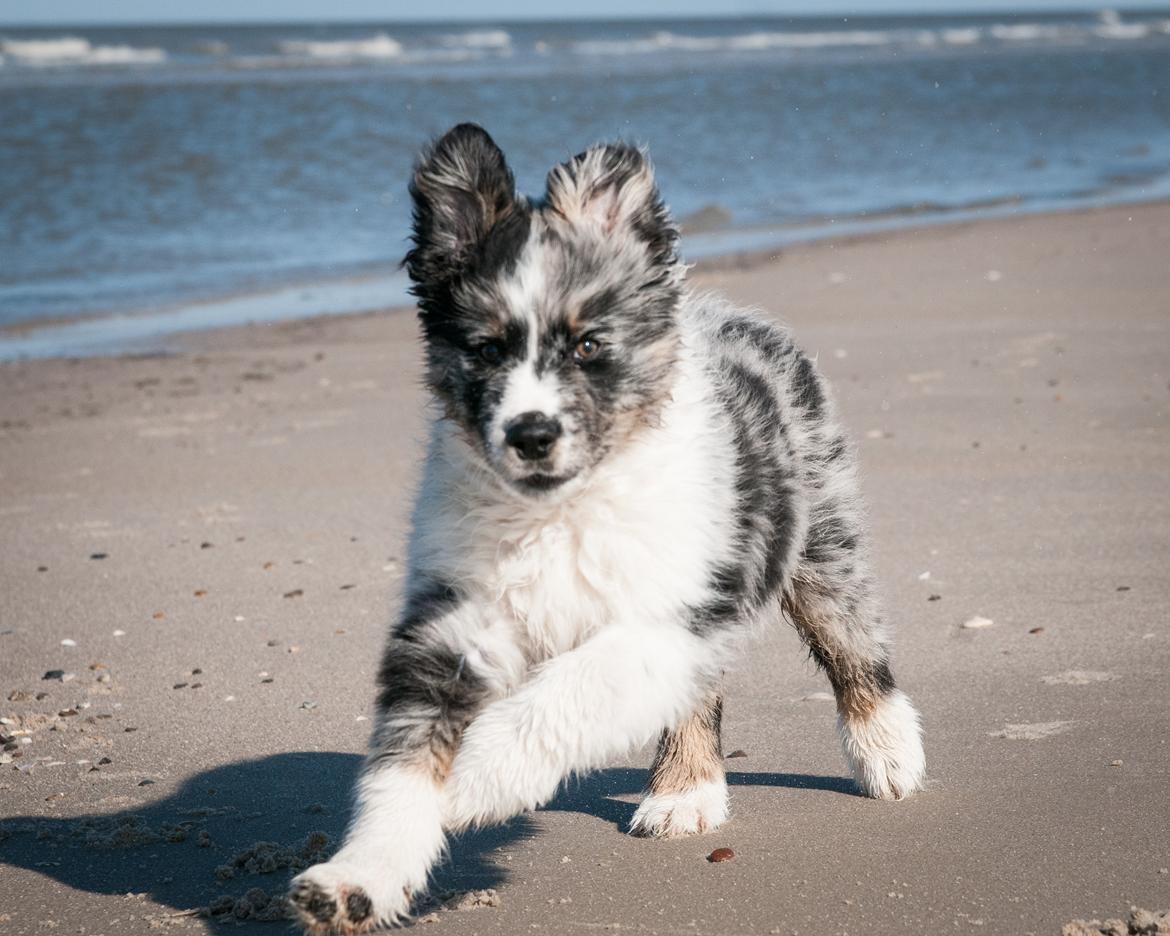 Australian shepherd Tillyhills Sten i Skon billede 15