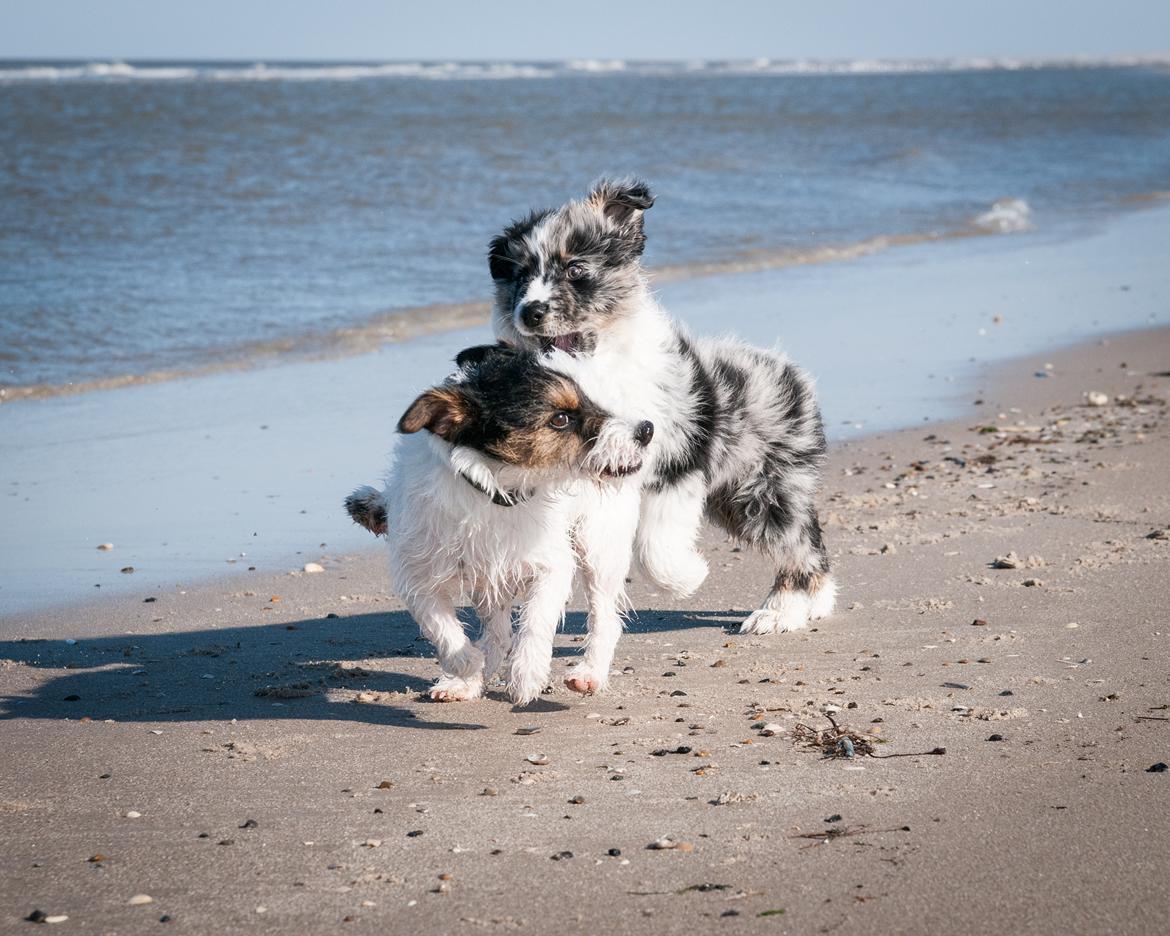 Australian shepherd Tillyhills Sten i Skon billede 14