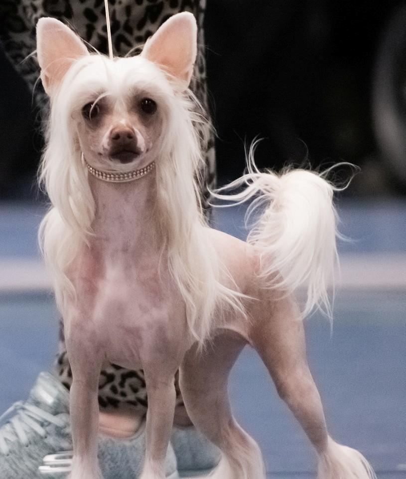 Chinese crested hårløs Zico Stella (Hottie Tot's Foxie Flash) billede 15
