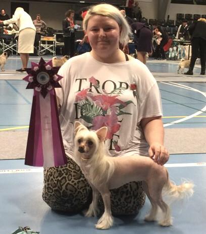 Chinese crested hårløs Zico Stella (Hottie Tot's Foxie Flash) billede 14