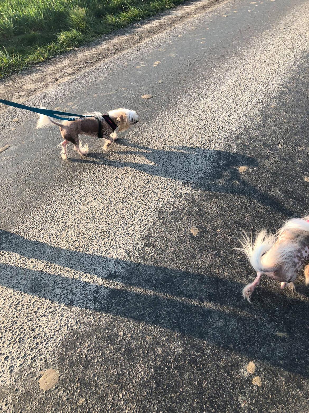 Blanding af racer Chilla billede 49