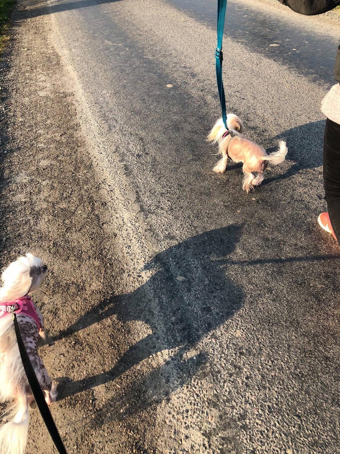 Blanding af racer Chilla billede 50