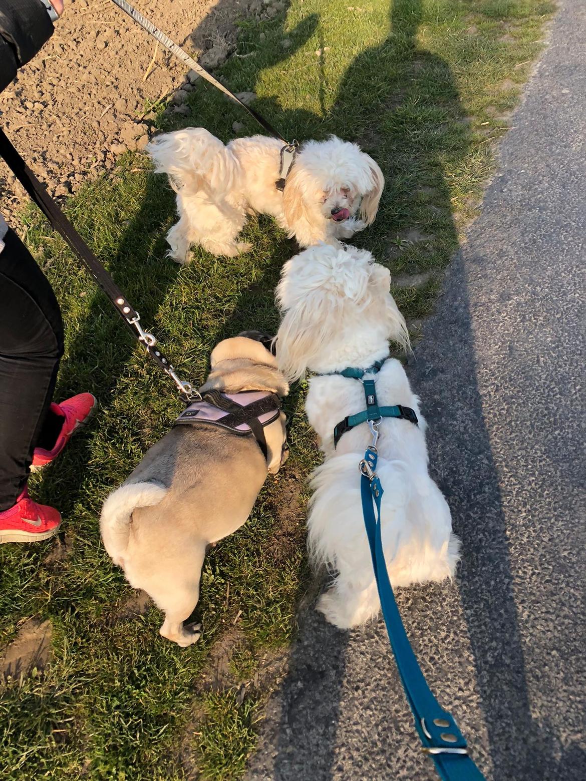 Blanding af racer Carlo billede 46