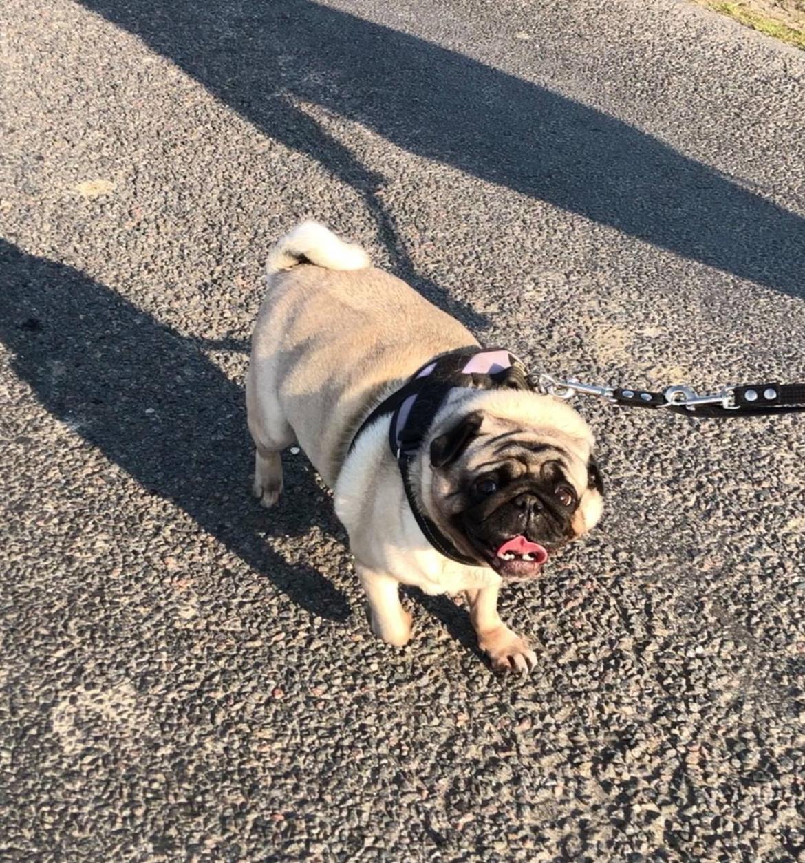 Mops Martha  billede 49