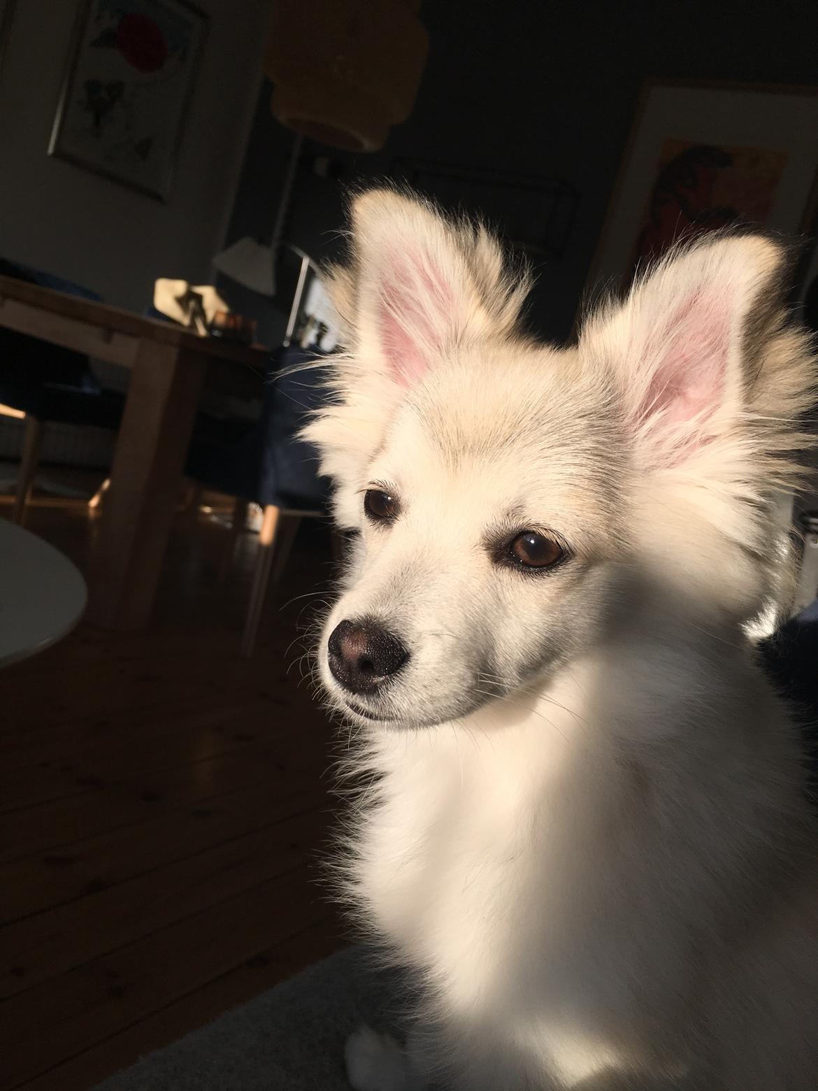 Blanding af racer Wilma billede 8