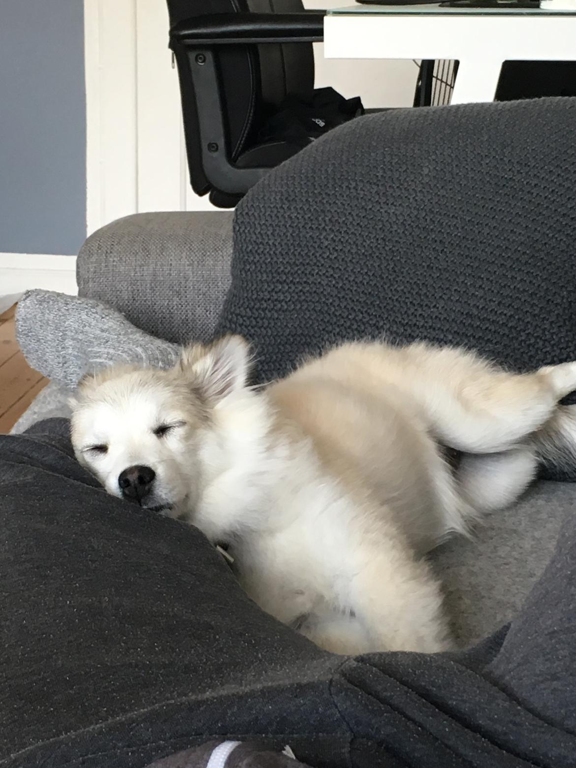 Blanding af racer Wilma billede 10