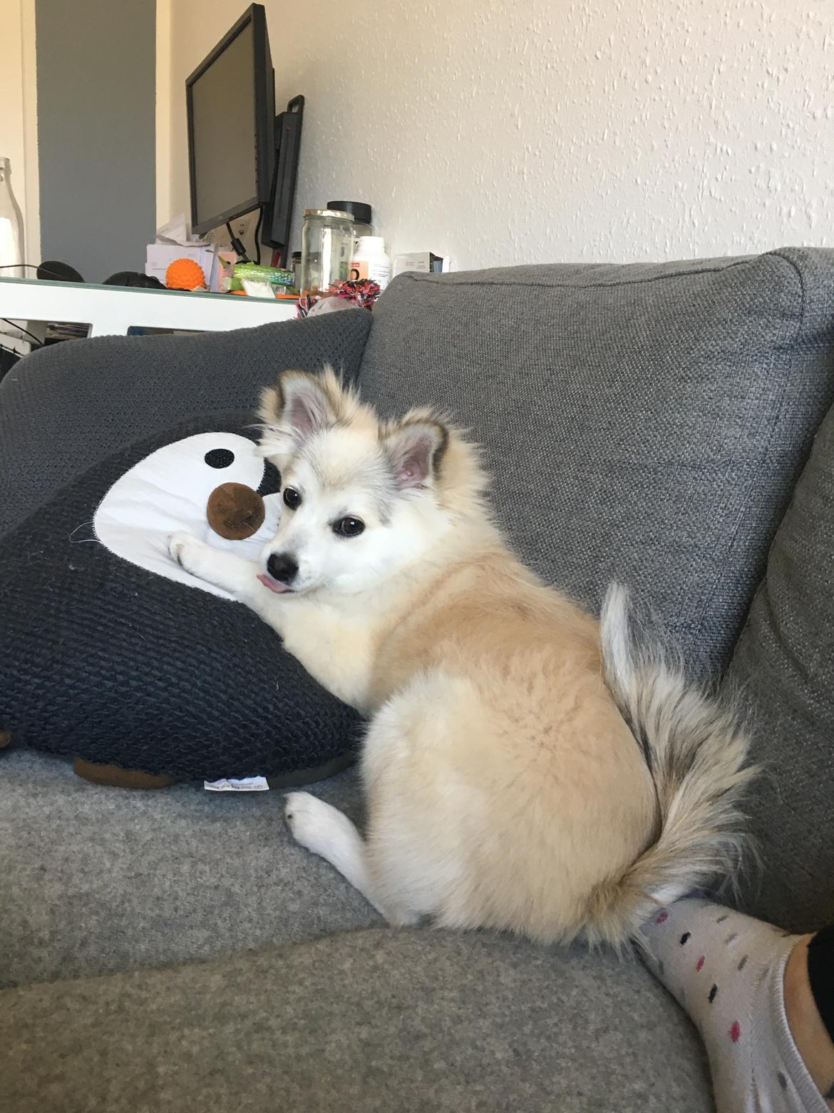 Blanding af racer Wilma billede 9