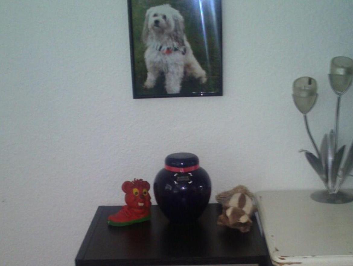 Chinese crested powder puff Markus R.I.P - Markus 4/3/2006-2/5/2013 billede 20