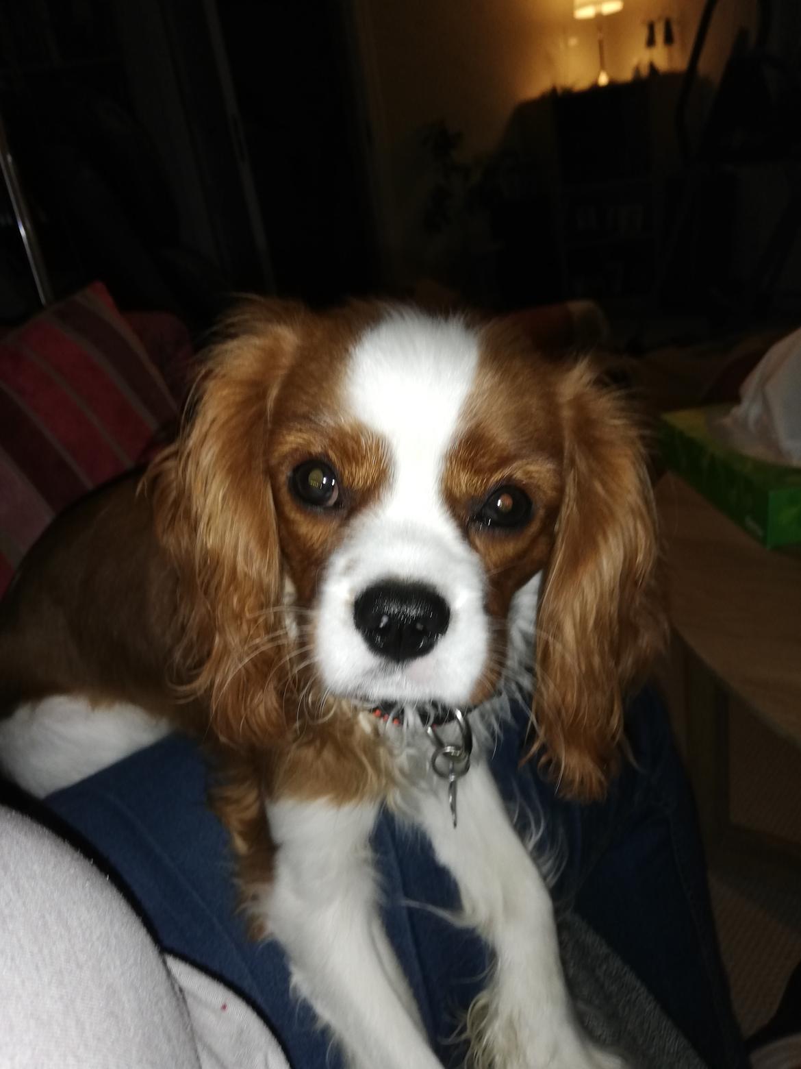 Cavalier king charles spaniel Piccocanes Louie billede 1