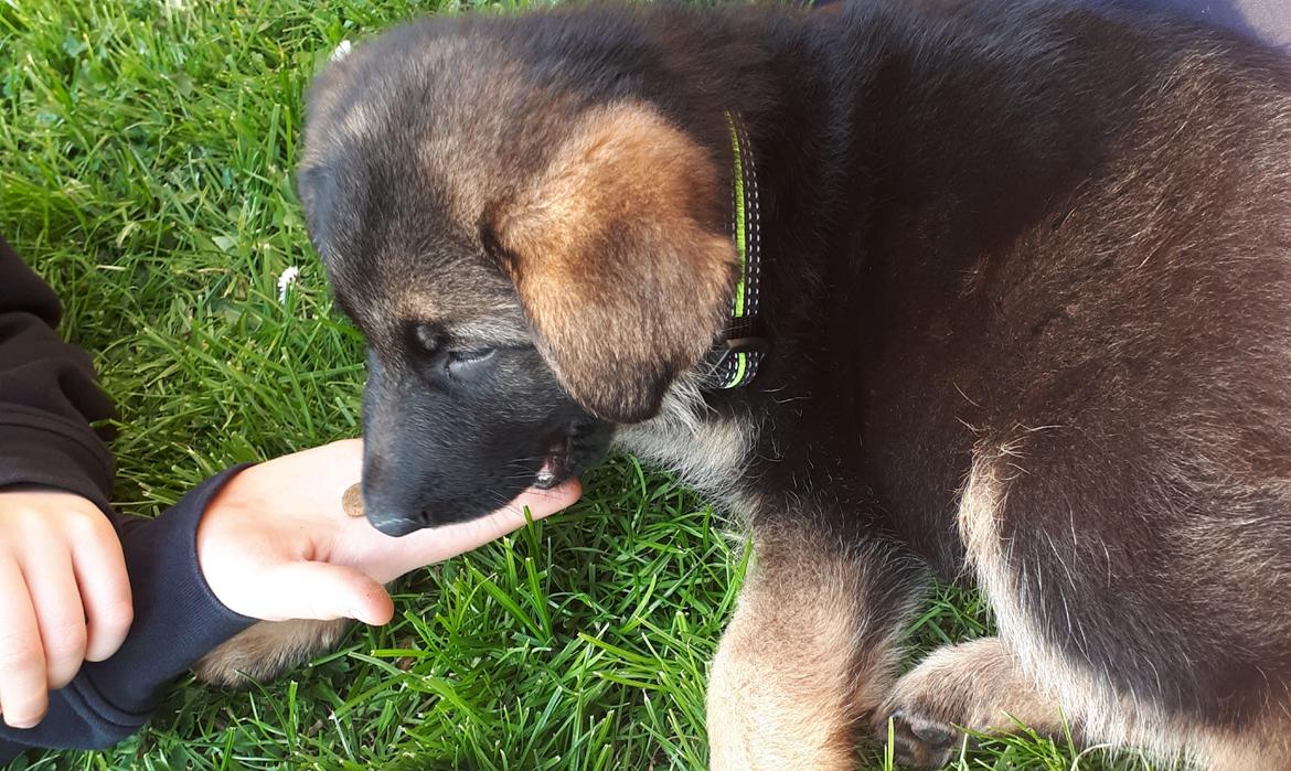 Schæferhund Santo jr. billede 5