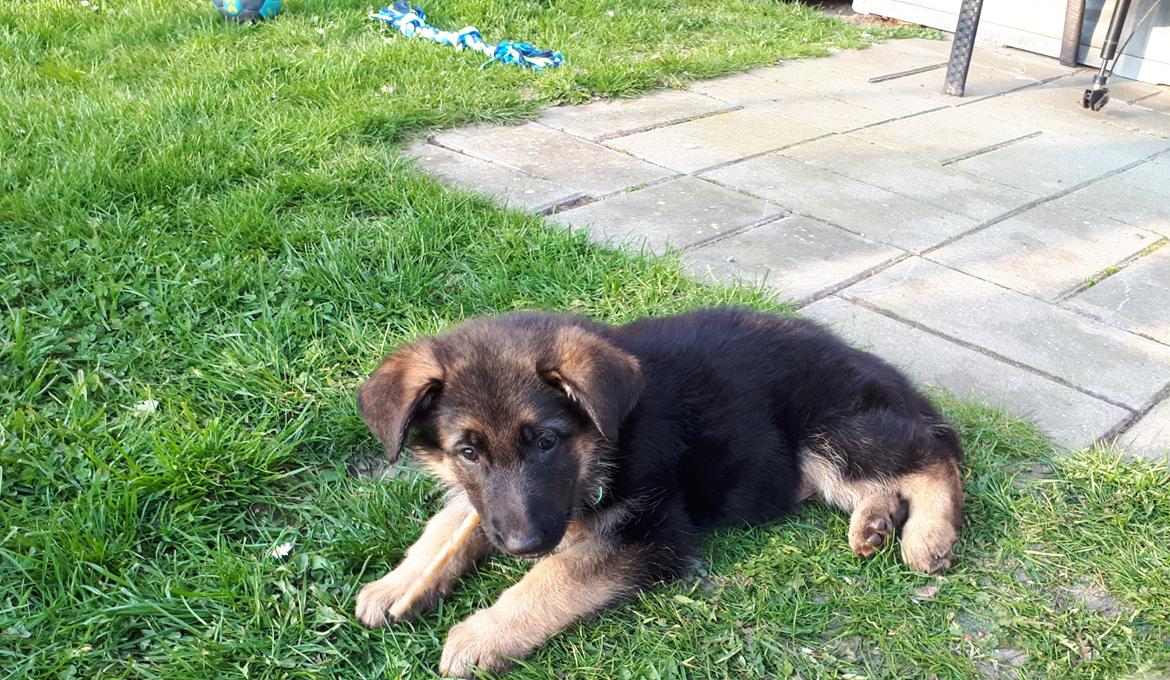 Schæferhund Santo jr. billede 6