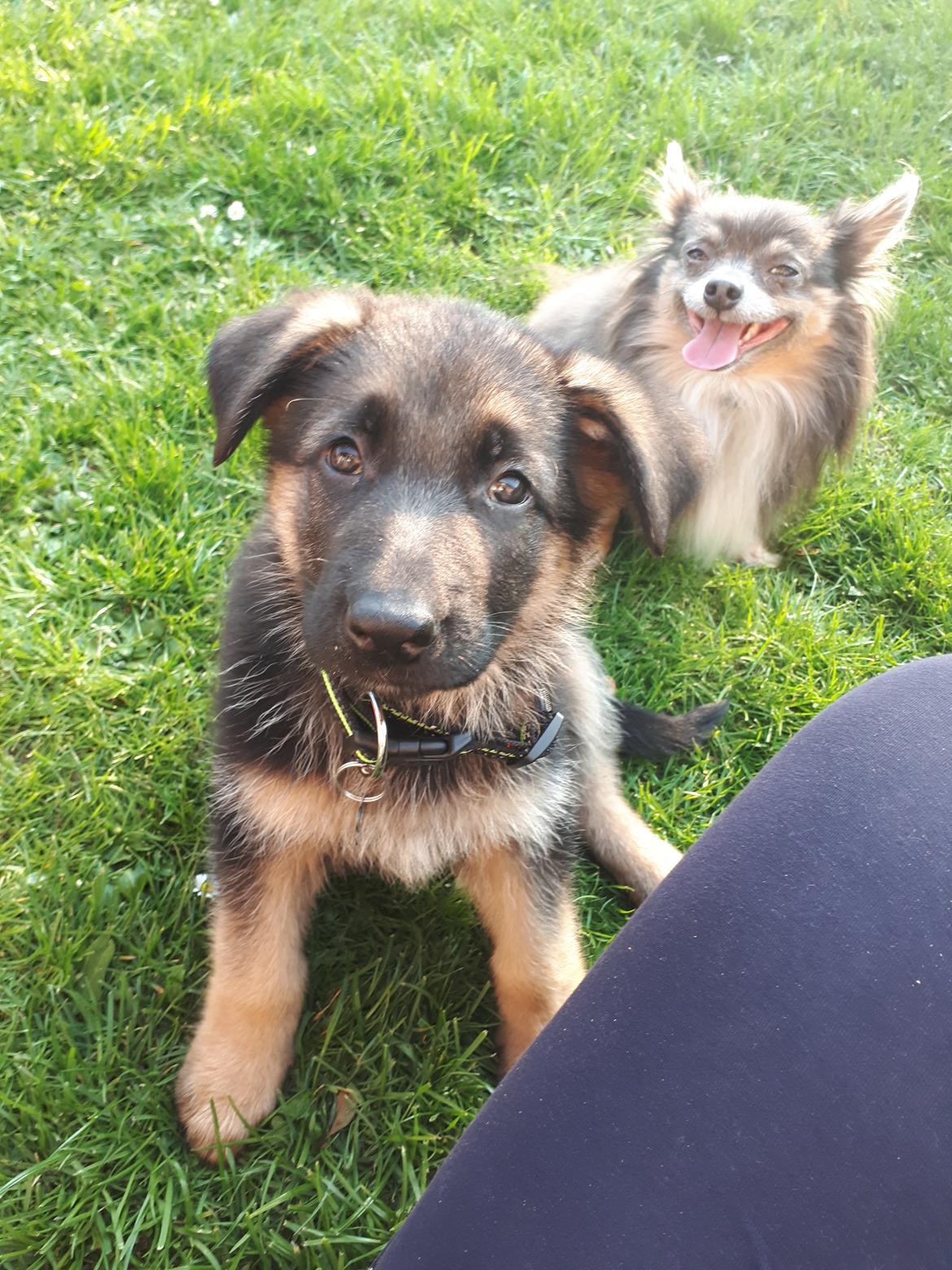 Schæferhund Santo jr. - 8 uger gammel  billede 7