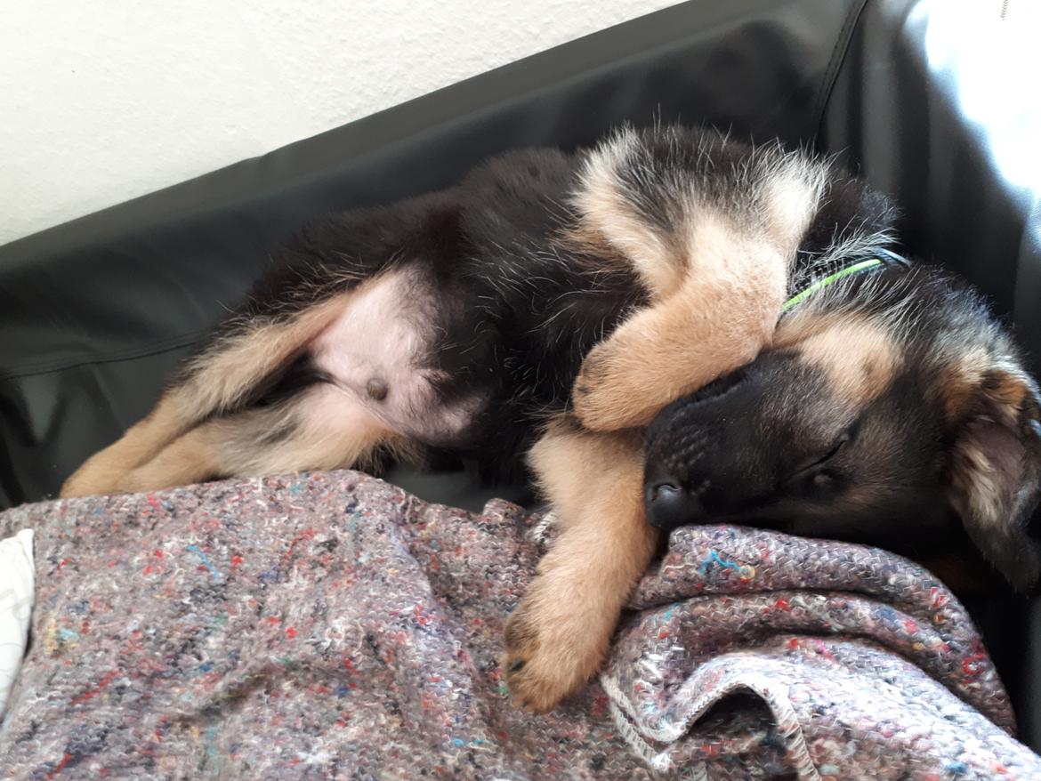 Schæferhund Santo jr. billede 8