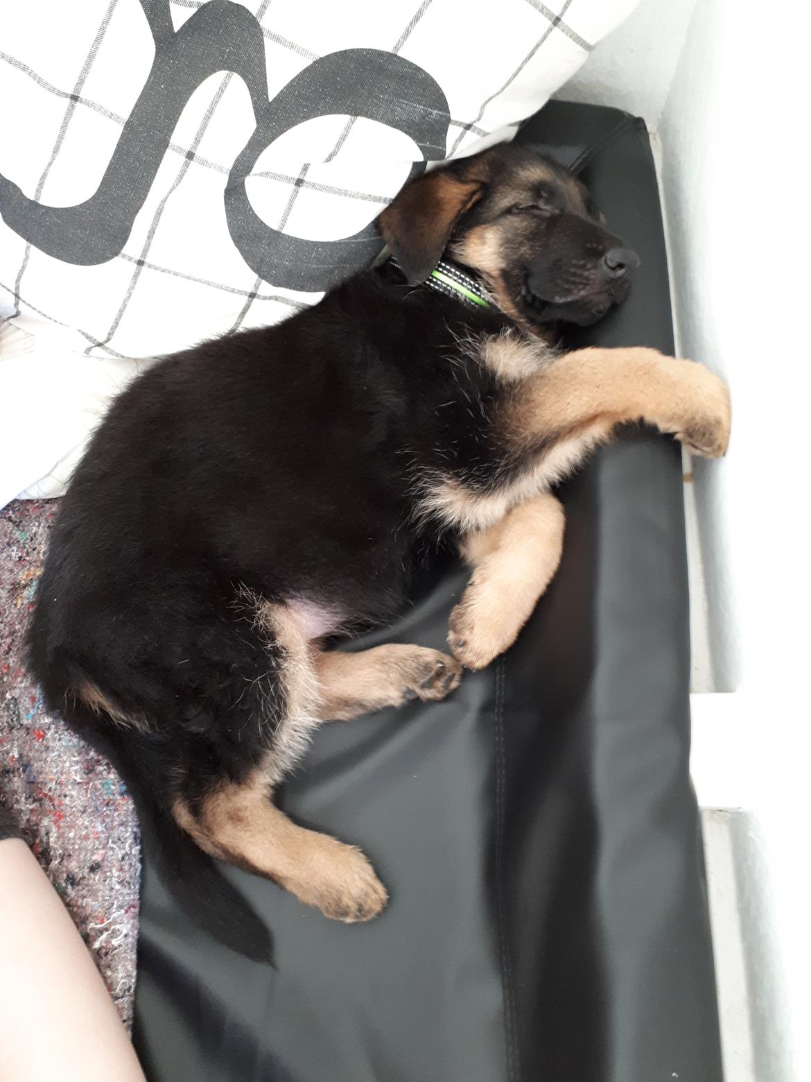 Schæferhund Santo jr. billede 9