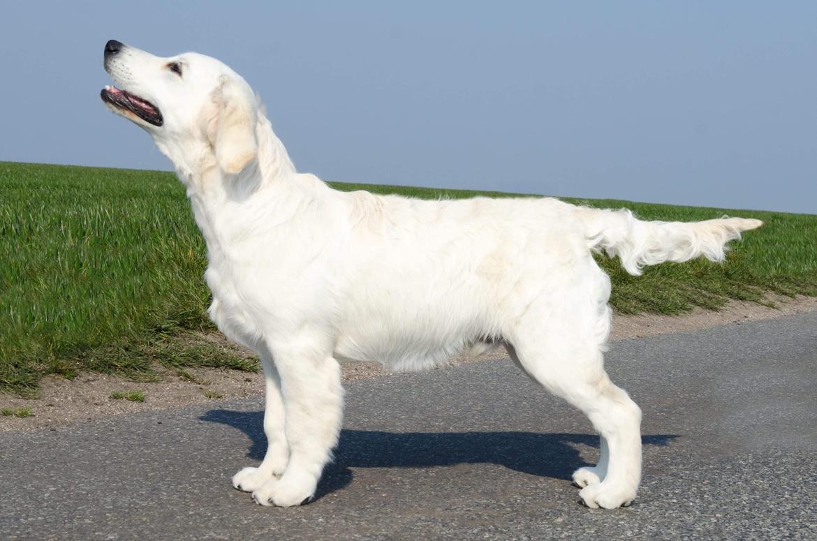 Golden retriever DKCH(U) DKJUCH Manhattan V.D. Corner Brook - Manhattan v.d. Corner Brook 4 mdr gammel billede 45