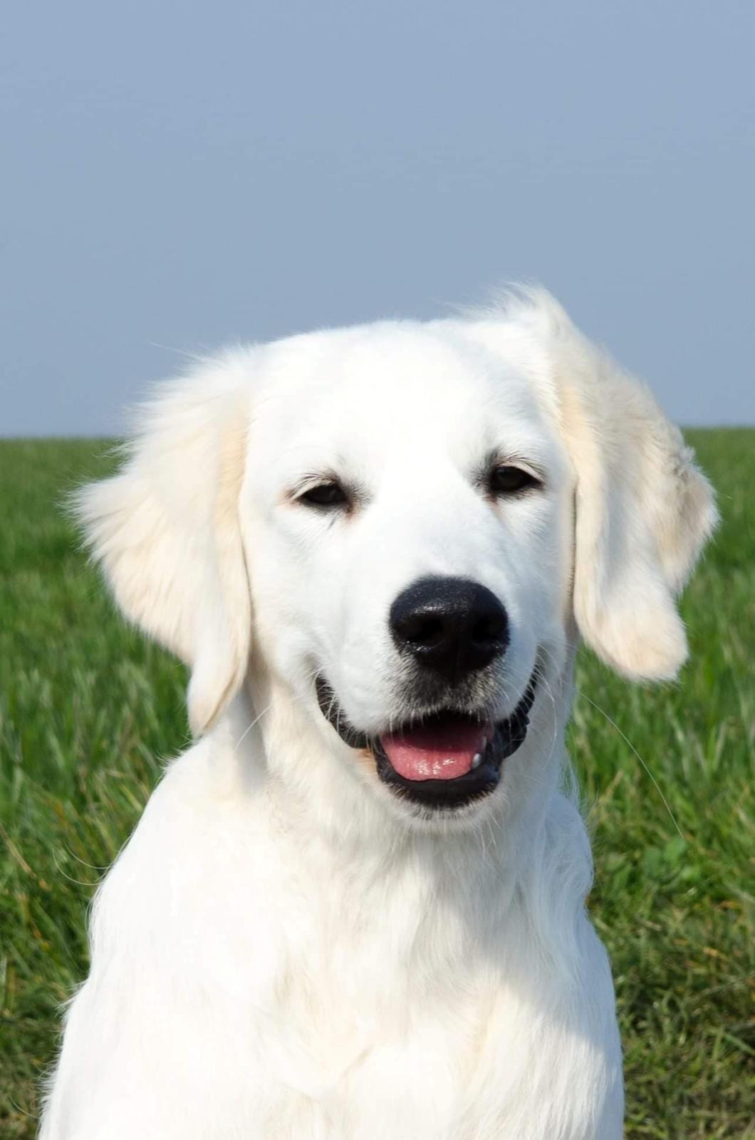 Golden retriever DKCH(U) DKJUCH Manhattan V.D. Corner Brook - Manhattan v.d. Corner Brook 4 mdr gammel billede 46