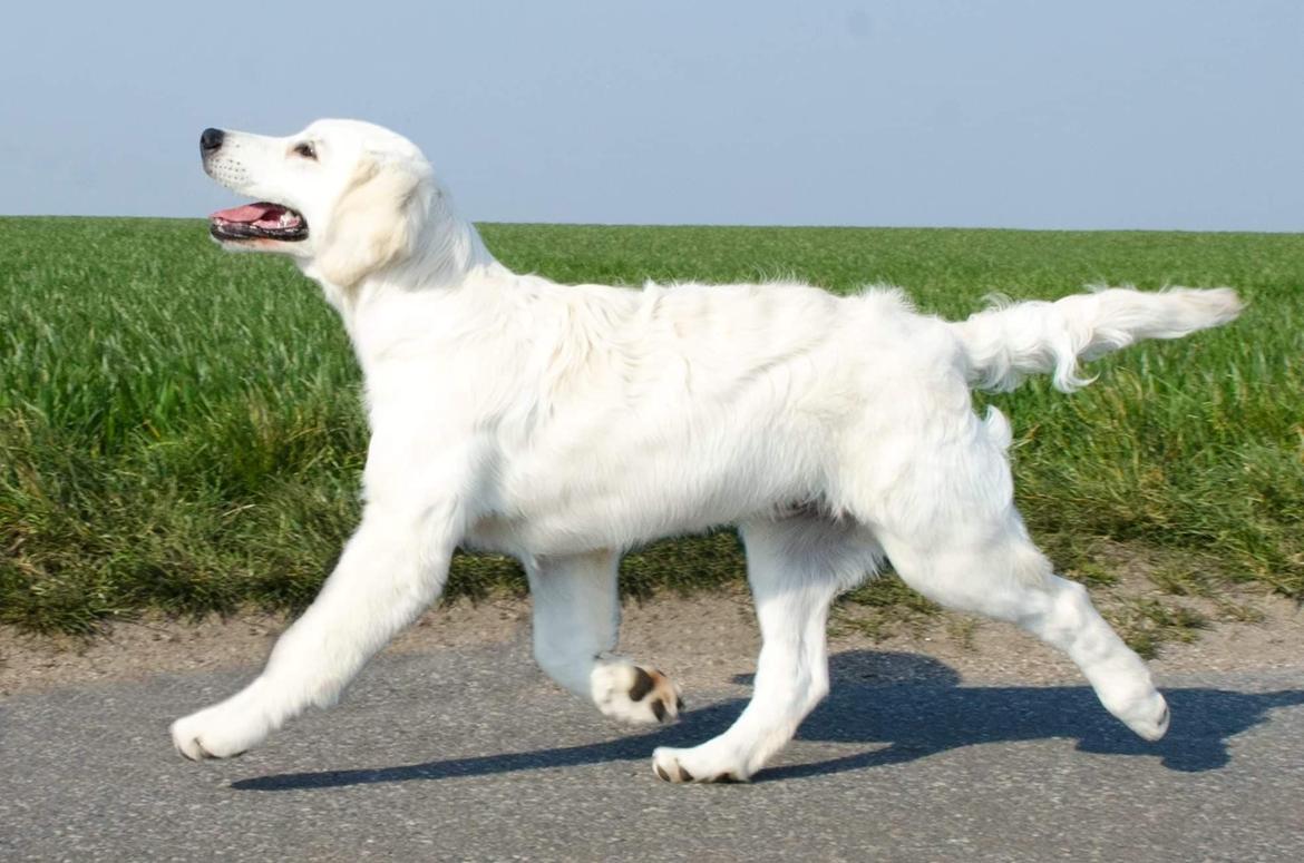 Golden retriever DKCH(U) DKJUCH Manhattan V.D. Corner Brook - Manhattan v.d. Corner Brook 4 mdr gammel billede 47