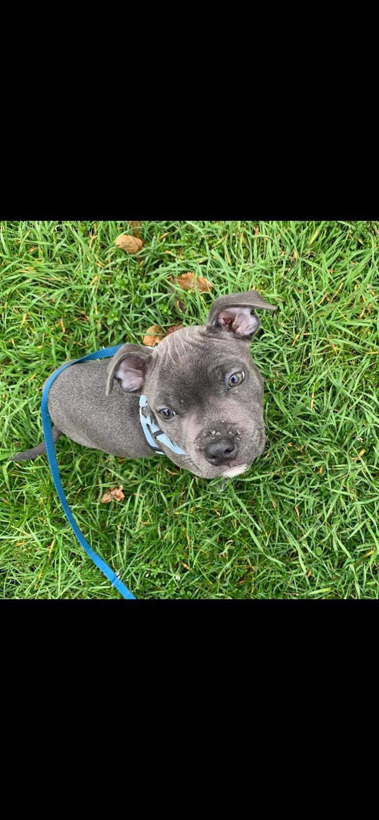 Staffordshire bull terrier Jalokin billede 4