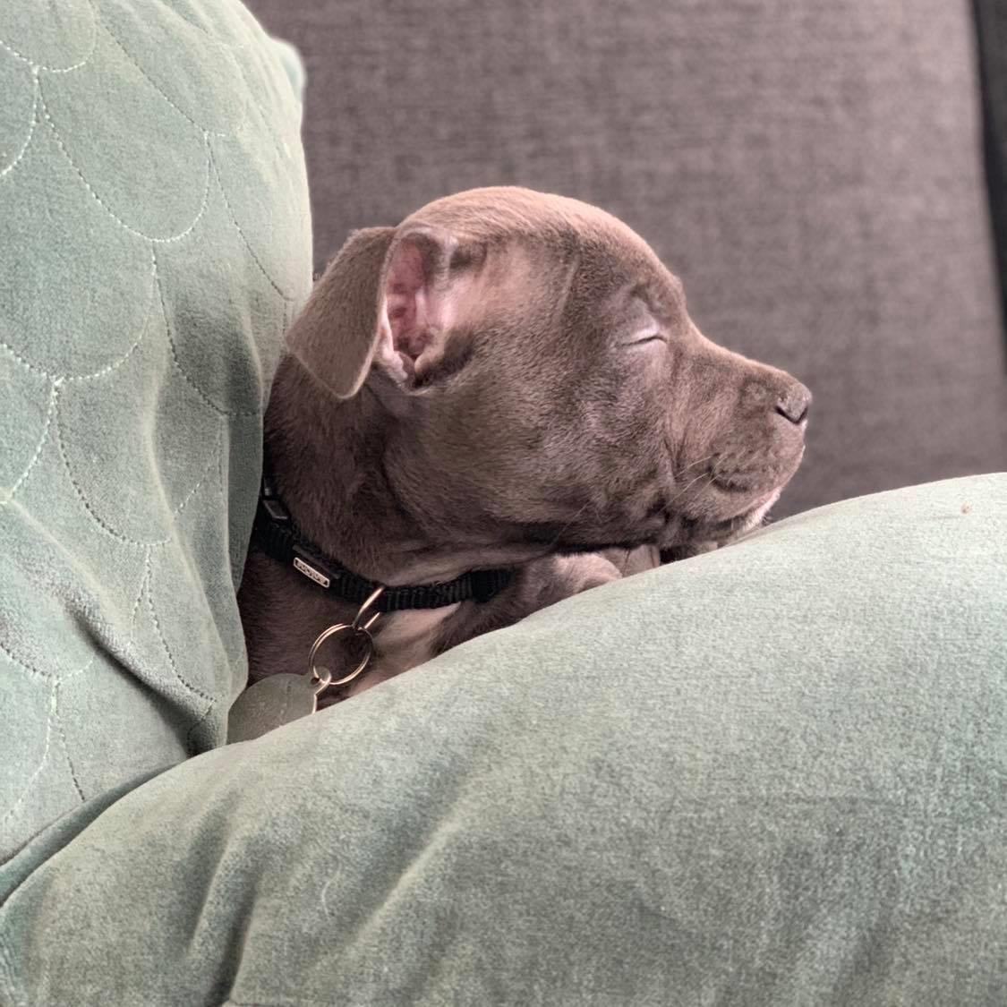 Staffordshire bull terrier Jalokin billede 3