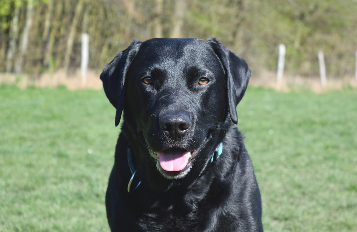 Labrador retriever Monty <3 billede 38
