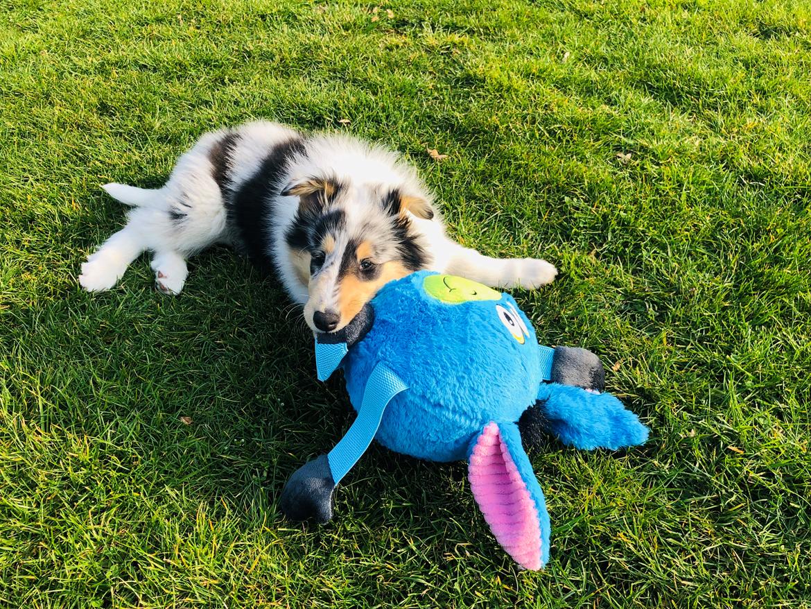 Collie langhåret Felix billede 6