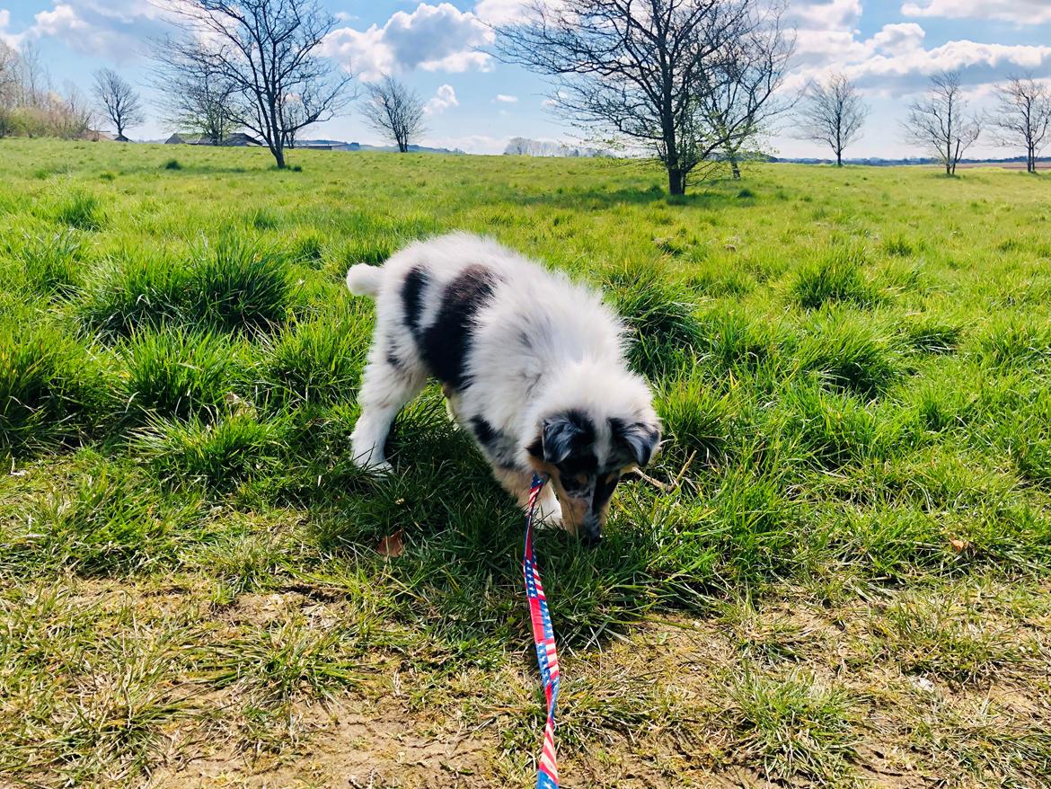 Collie langhåret Felix billede 7