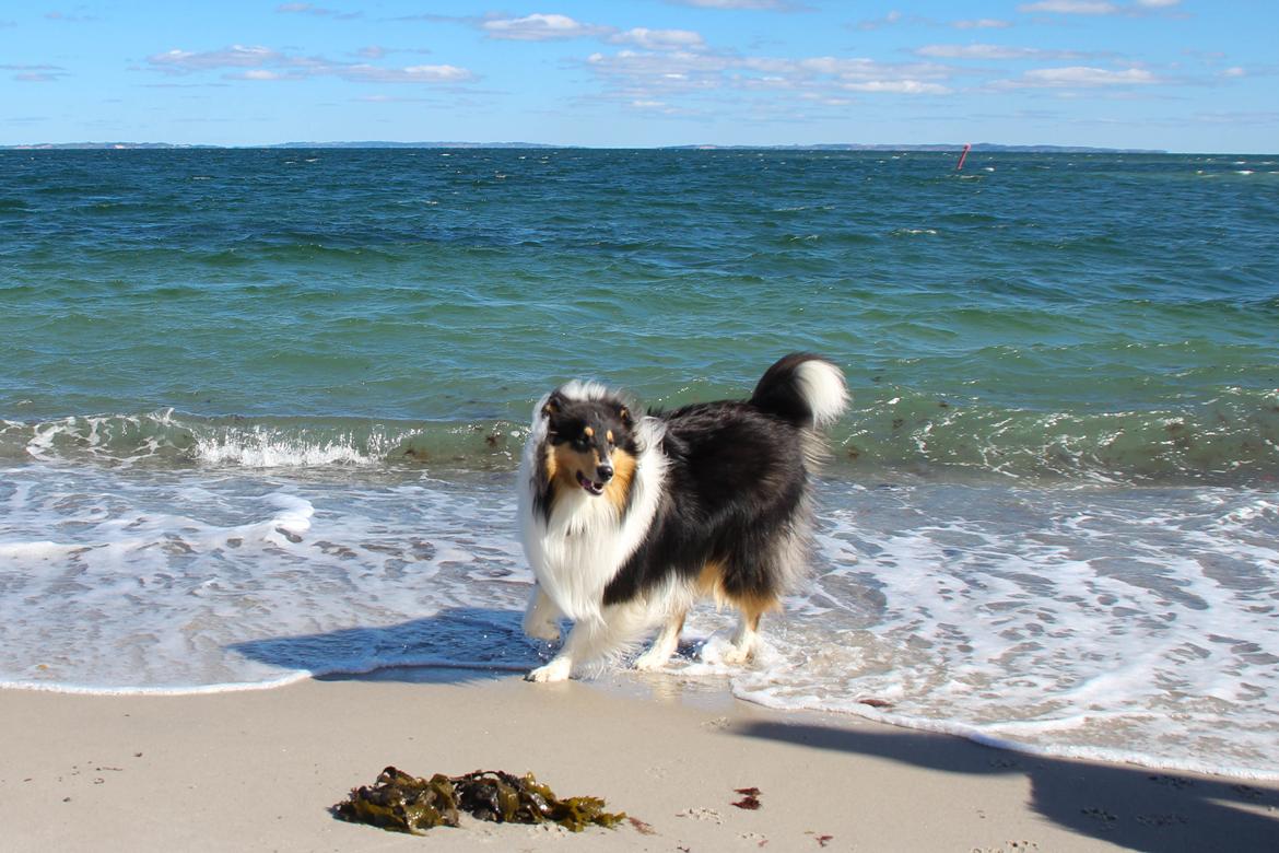 Collie langhåret Ebony Moor´s Daydreamer Dexter billede 31