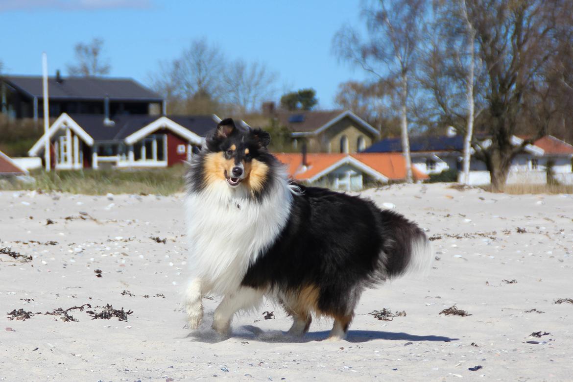 Collie langhåret Ebony Moor´s Daydreamer Dexter billede 33