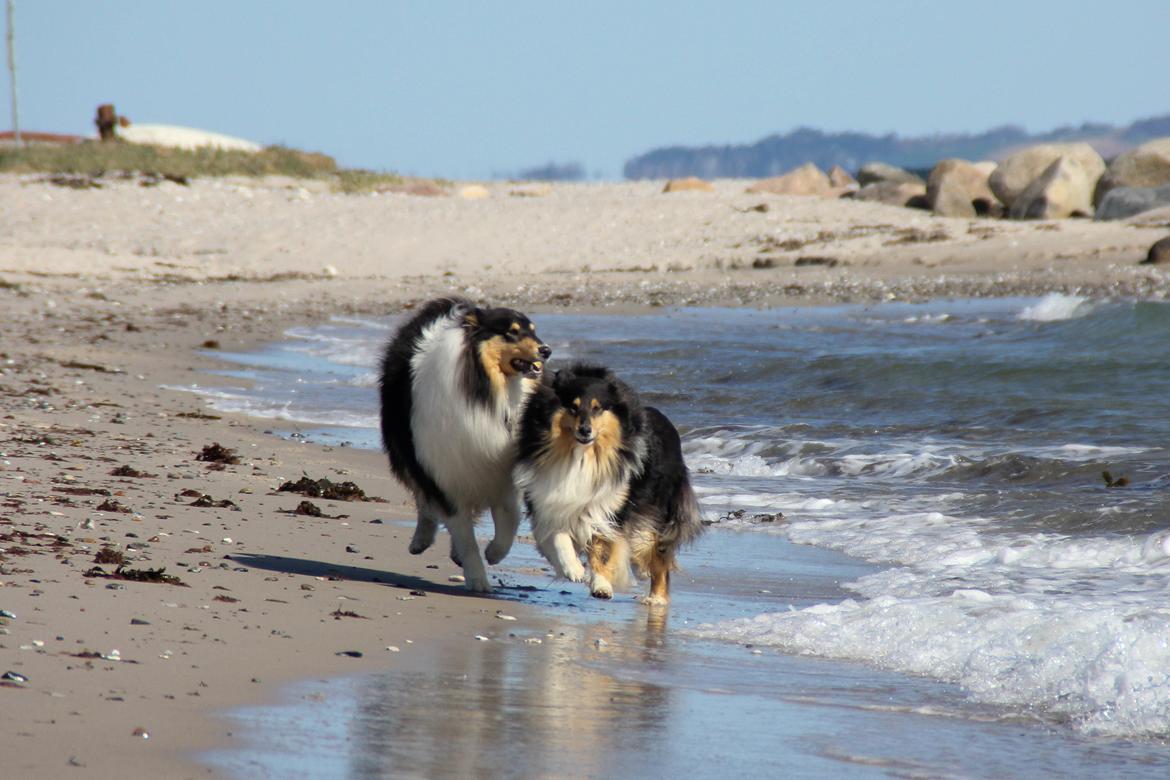 Collie langhåret Ebony Moor´s Daydreamer Dexter - Assie og mor Saga løber ved stranden billede 34