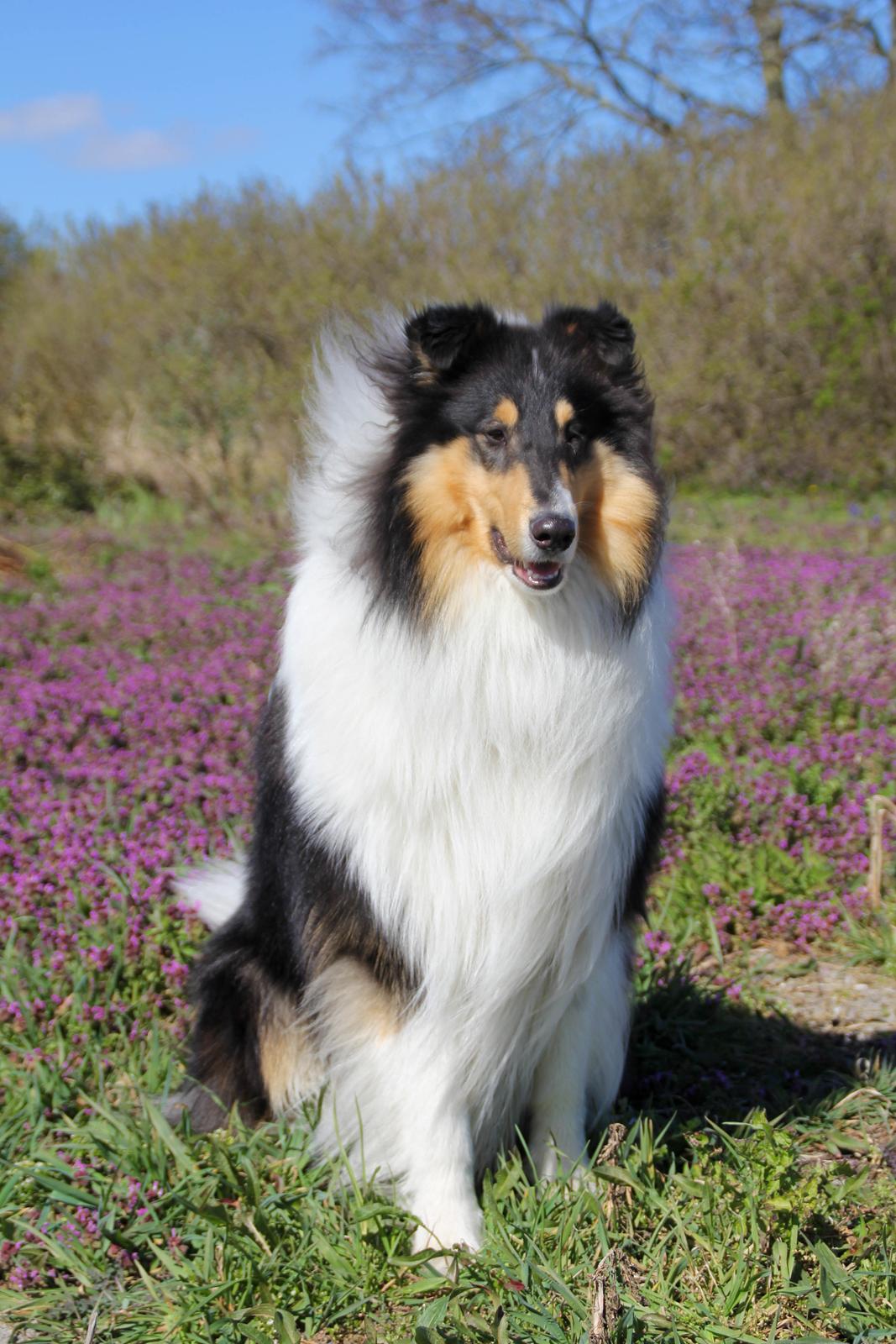 Collie langhåret Ebony Moor´s Daydreamer Dexter billede 35
