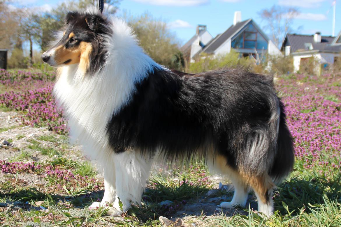 Collie langhåret Ebony Moor´s Daydreamer Dexter billede 3