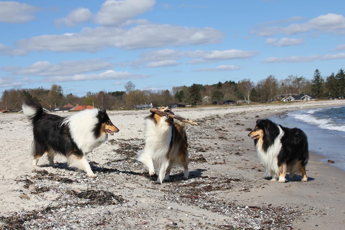 Collie langhåret Ebony Moor´s Daydreamer Dexter - Assie, Alba og Assies mor Saga billede 32
