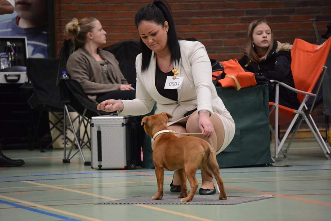 Staffordshire bull terrier * MOUSE * billede 10