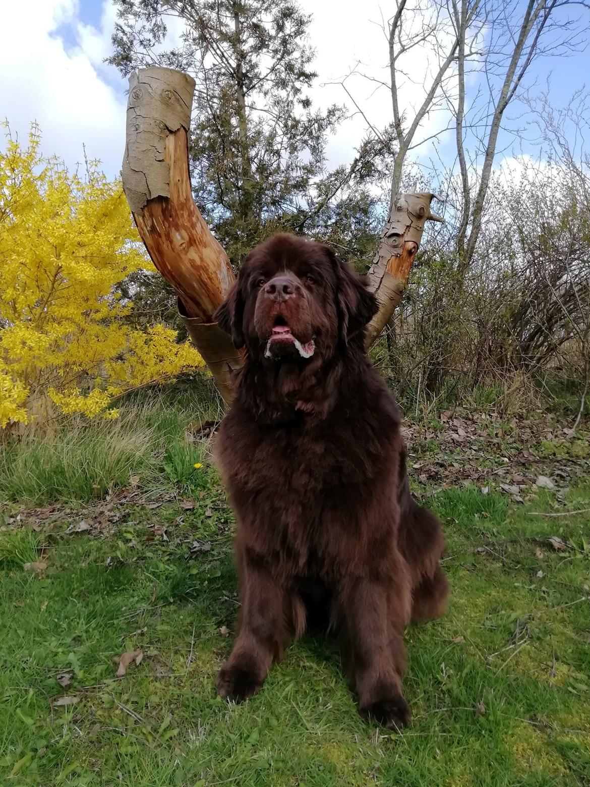 Newfoundlænder Alma - April 2019. billede 2