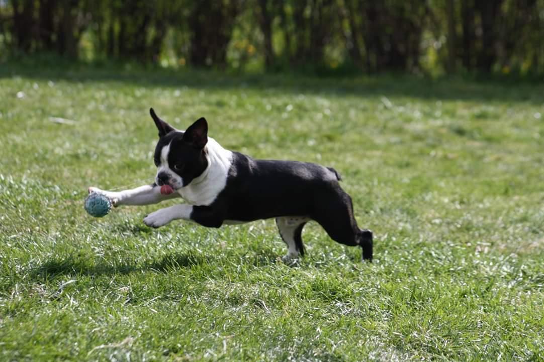 Boston terrier House Of Bounce What a catch aka Morris  billede 2