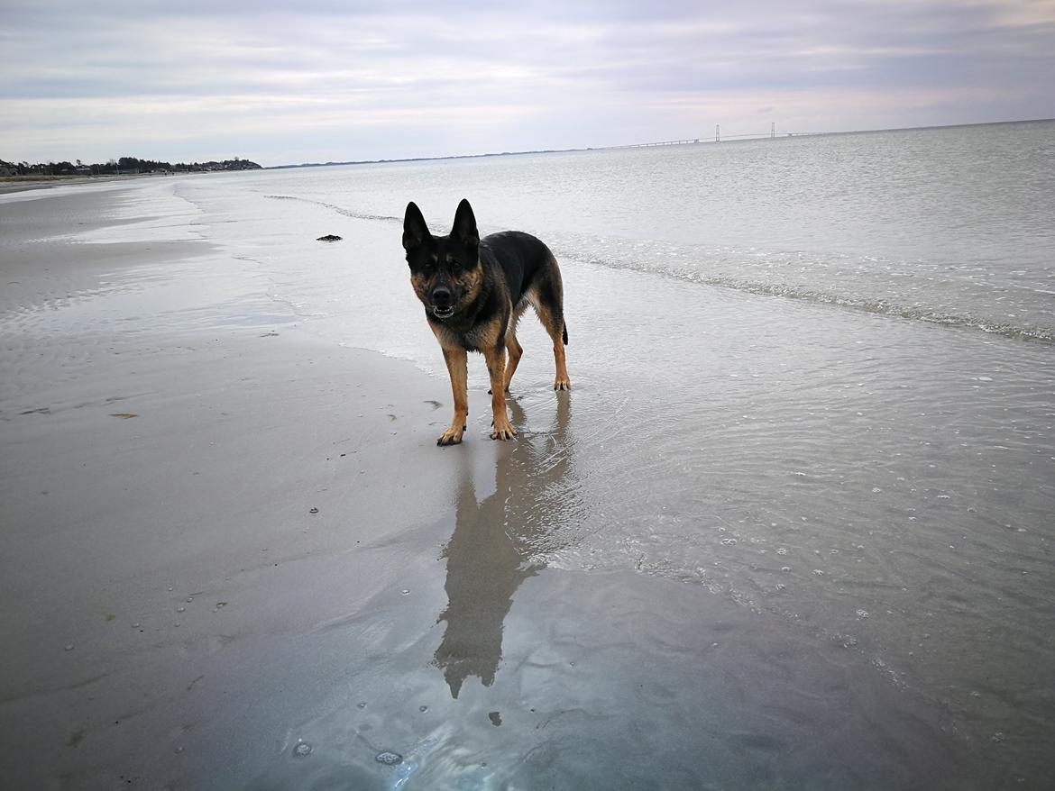 Schæferhund Juice 17/2-2011 - 7/9-2021 - 14 april 2019 billede 4