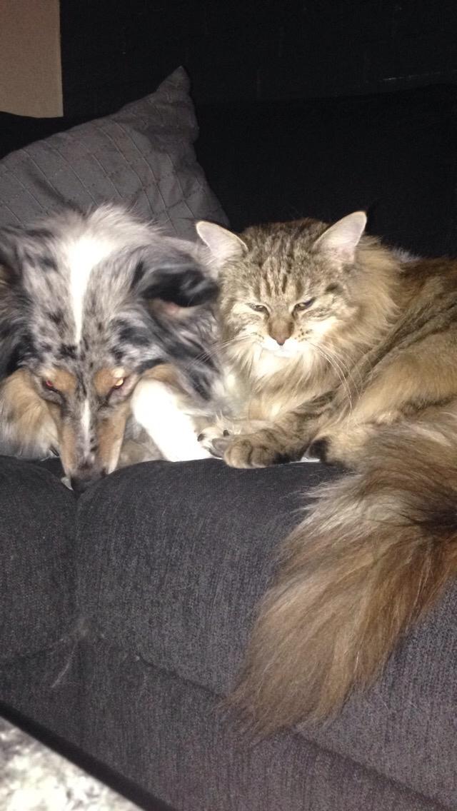 Shetland sheepdog Lassie billede 25