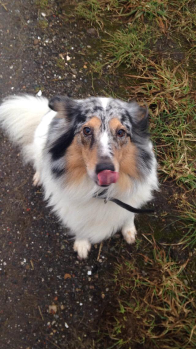 Shetland sheepdog Lassie billede 27